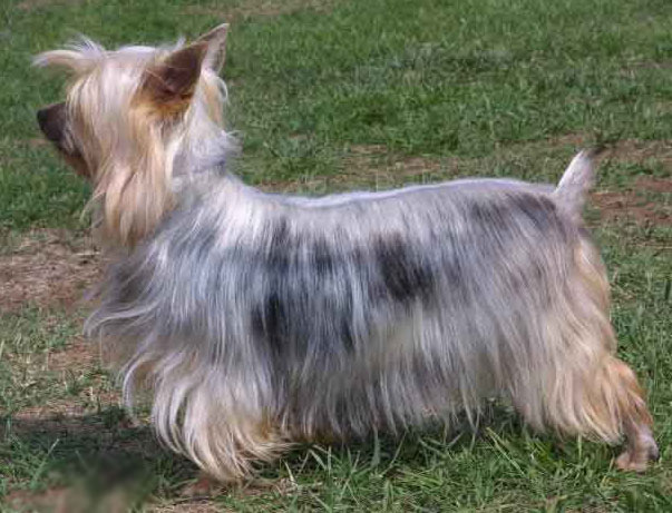 TERRIER CU PAR MATASOS